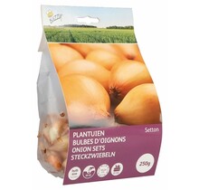 Plantuien Setton 250g kopen – Buzzy Pootgoed | Hoge Opbrengst Uien