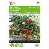 Kerstomaat Micro Cherry zaden