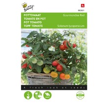 Kerstomaat Micro Cherry zaden