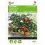 Moestuinplant Buzzy Kerstomaat Micro Cherry zaden