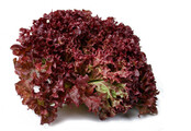 Lollo Rosso Sla plant (8 planten)