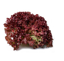 Lollo Rosso Sla pant (8 planten)