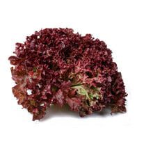 Lollo Rosso Sla plant (8 planten)