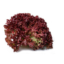 Lollo Rosso Sla plant (8 planten)