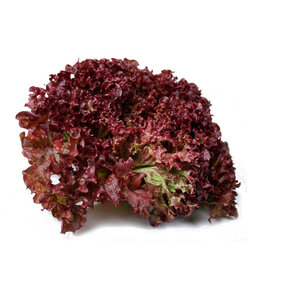 Lollo Rosso Sla plant (8 planten)