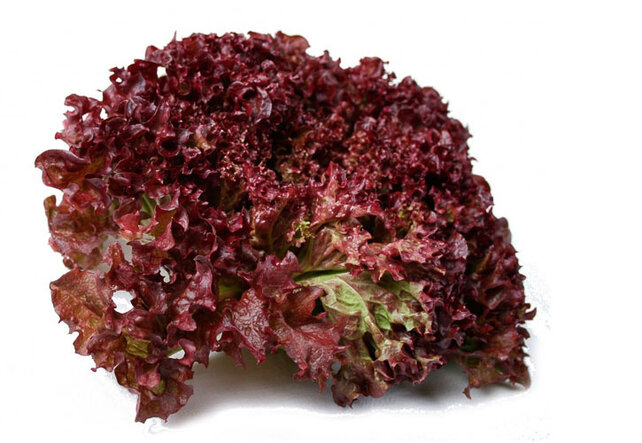 Lollo Rosso Sla plant (8 planten)