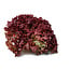 Moestuinplant Lollo Rosso Sla plant (8 planten)
