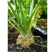 Knolselderij planten kopen – 8 plugplanten voor moestuin