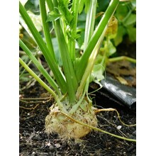 Knolselderij planten (8 plugplanten)