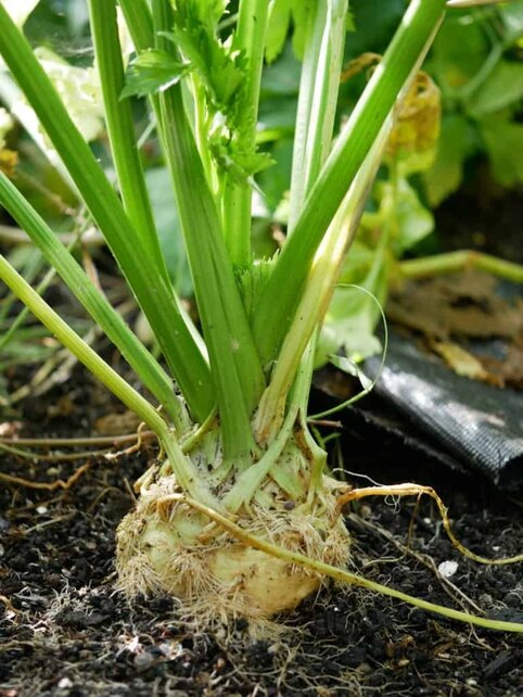 Knolselderij planten (8 plugplanten)