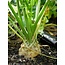 Moestuinplant Knolselderij planten kopen – 8 plugplanten voor moestuin