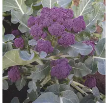 Paarse broccoli 8 planten kopen