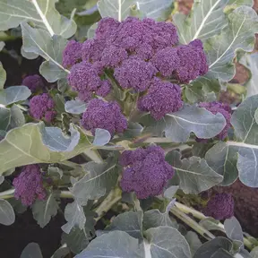 Paarse broccoli 8 planten kopen
