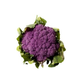 Paarse bloemkool planten kopen – 8 plugplanten moestuin