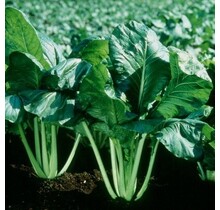 Amsoi planten kopen – mosterdkool 8 plugplanten moestuin