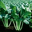 Moestuinplant Amsoi planten kopen – mosterdkool 8 plugplanten moestuin