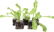 Andijvie 8 plugplanten – verse bladgroente voor de moestuin