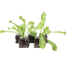 Andijvie 8 plugplanten – verse bladgroente voor de moestuin