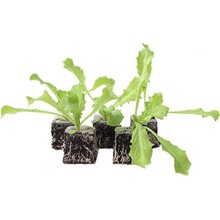 Andijvie 8 plugplanten – verse bladgroente voor de moestuin