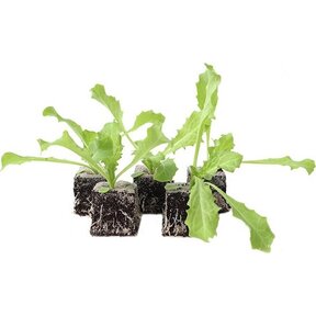 Andijvie 8 plugplanten – verse bladgroente voor de moestuin