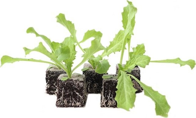 Andijvie 8 plugplanten – verse bladgroente voor de moestuin