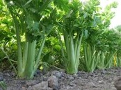 Bleekselderij 8 planten kopen – plugplanten moestuin