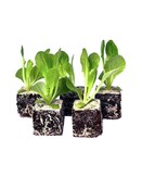 Groenlof 8 plugplanten kopen – bittere bladgroente moestuin