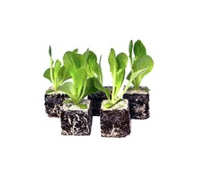 Groenlof 8 plugplanten kopen – bittere bladgroente moestuin