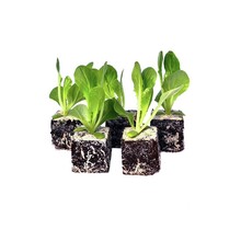 Groenlof 8 plugplanten kopen – bittere bladgroente moestuin