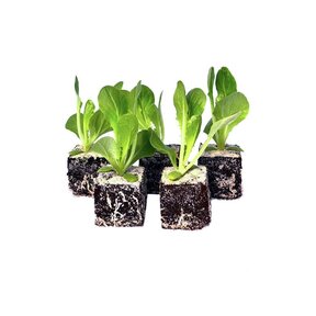 Groenlof 8 plugplanten kopen – bittere bladgroente moestuin