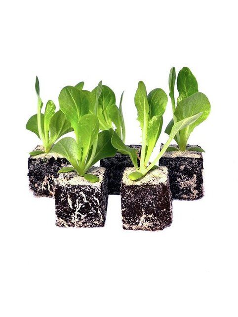 Groenlof 8 plugplanten kopen – bittere bladgroente moestuin