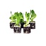 Moestuinplant Groenlof 8 plugplanten kopen – bittere bladgroente moestuin