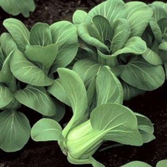 Shanghai paksoi 8 plugplanten – mini paksoi plugplanten