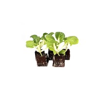 Shanghai paksoi 8 plugplanten – mini paksoi plugplanten