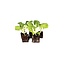 Moestuinplant Shanghai paksoi 8 plugplanten – mini paksoi plugplanten
