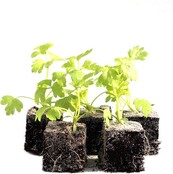 Selderij 8 plugplanten kopen – plugplanten moestuin