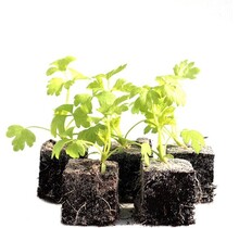 Selderij 8 plugplanten kopen – plugplanten moestuin