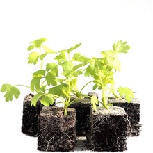 Selderij 8 plugplanten kopen – plugplanten moestuin