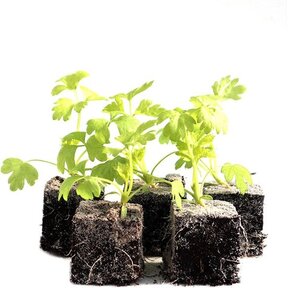 Selderij 8 plugplanten kopen – plugplanten moestuin