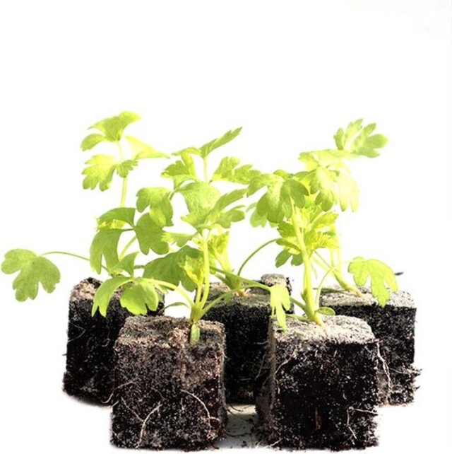 Selderij 8 plugplanten kopen – plugplanten moestuin