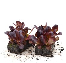 Salanova rode sla 8 plugplanten – gezonde bladgroente