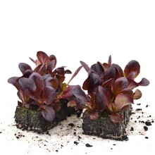 Salanova rode sla 8 plugplanten – gezonde bladgroente