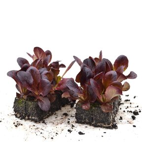 Salanova rode sla 8 plugplanten – gezonde bladgroente