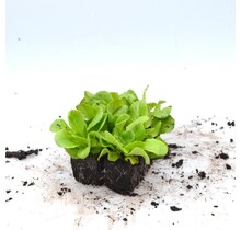 Salanova groene sla 8 plugplanten