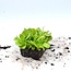Moestuinplant Salanova groene sla 8 plugplanten