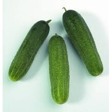 Geënte Grote Augurk planten (3 stuks)