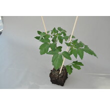 Grote mix cherrytomaten planten kopen