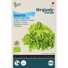 Biologische Andijvie Gele Volhart Zaden – Buzzy Organic | Bio Groente Zaden