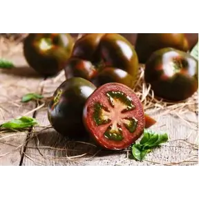 Grote geënte Zwart/bruine  tomatenplanten (3 stuks)