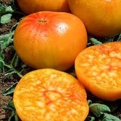 Grote geënte ananas tomatenplanten (3 stuks)